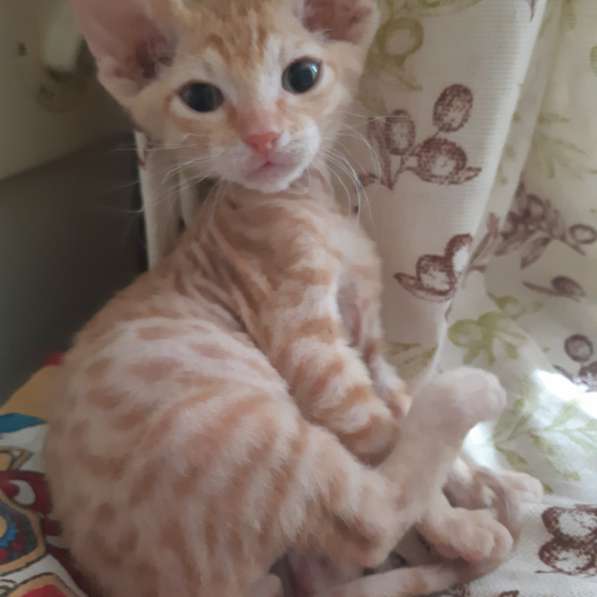 Сфинкс в Москве фото 7