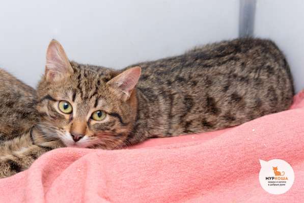 Котик Тоби ищет дом в Москве фото 3