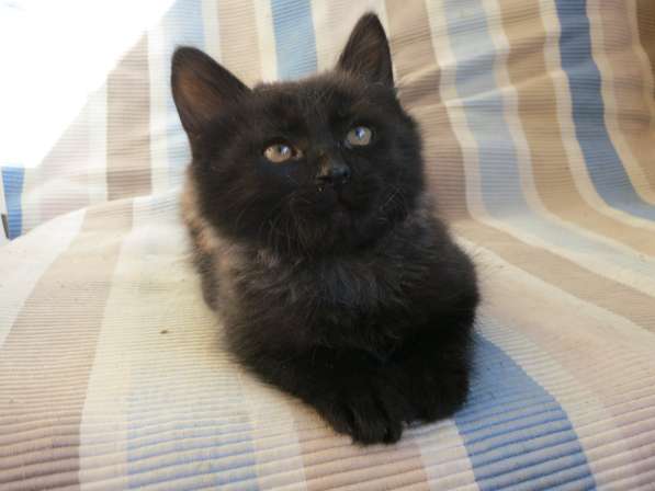 Черный, умный и ласковый котенок. Будущий Кот в Ростове-на-Дону