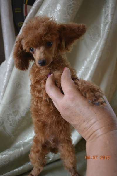 Той пудель абрикосового окраса в Славянске-на-Кубани фото 11