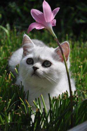 Британский котенок редкого окраса в Краснодаре