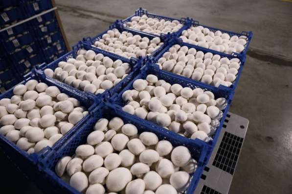 Гринполь-поставки свежих фруктов, овощей, грибов, орехов в Москве фото 3