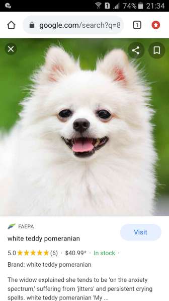 Померанские шпицы в фото 8