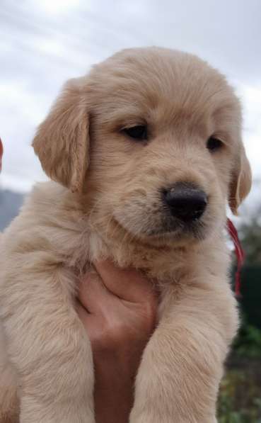 Golden retriever в 