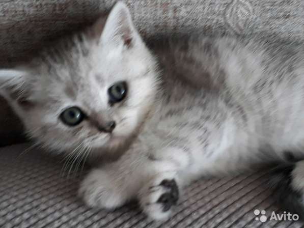 Котята вислоухие и прямоухие в Костроме фото 7