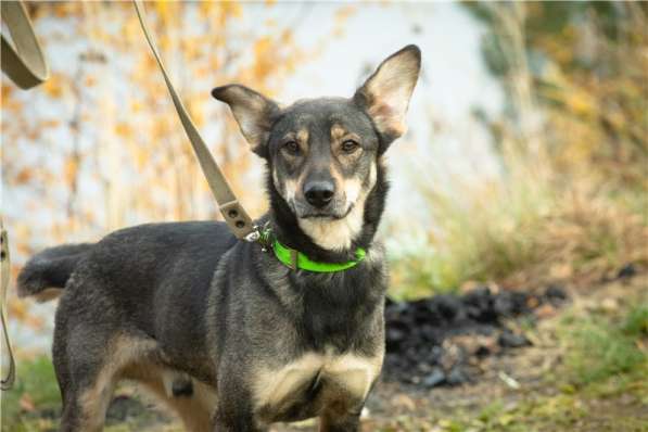 Грэй &ndash; веселый, активный парень ищет дом в Москве фото 3
