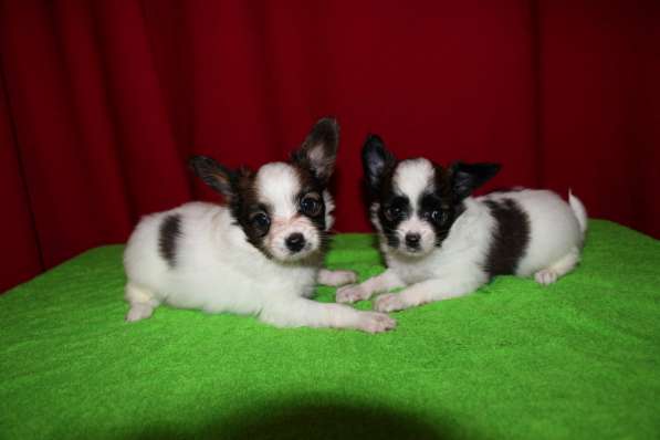 Папийоны в Ростове-на-Дону фото 18