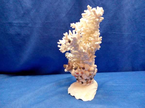 Коралл-ветка 27 - ракушка раковина в Ялте фото 4