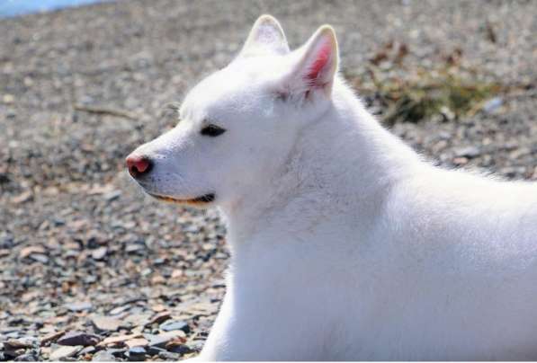 Продам щенков породы японская Акита-ину в 