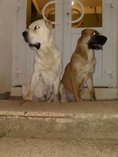 Щенки Среднеазиатской овчарки в Москве фото 28