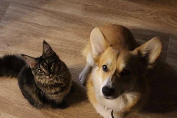 Девочки Мейн-Куны с родословной в Тюмени фото 12