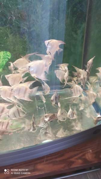 Рыбки аквариумные в Туле