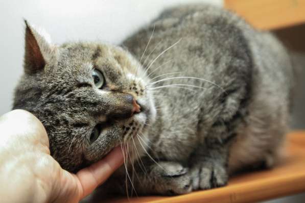 Особенный котик с иммунодифицитом ищет любящие ручки в Санкт-Петербурге фото 6