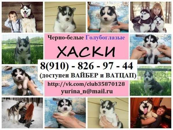 Хаски. волшебные. малыши мега очаровательные в Твери