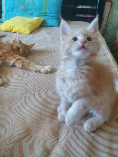 Мейн кун котята в фото 15