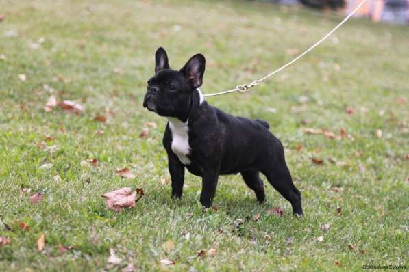 Французский бульдог подрощенная девочка в Москве фото 16