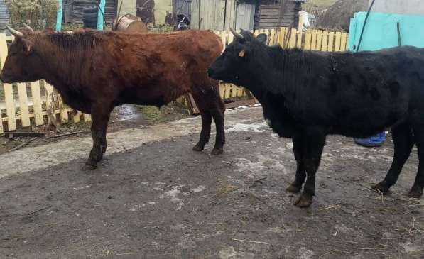 Продается бык и телка в Усть-Катаве