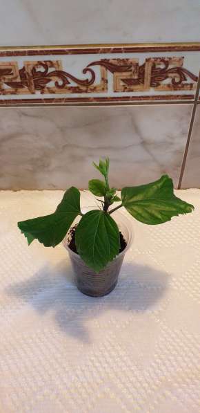 Гибискус китайский в Севастополе фото 3