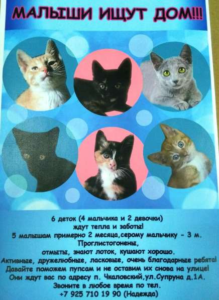 Котята ищут дом в Щелково фото 8