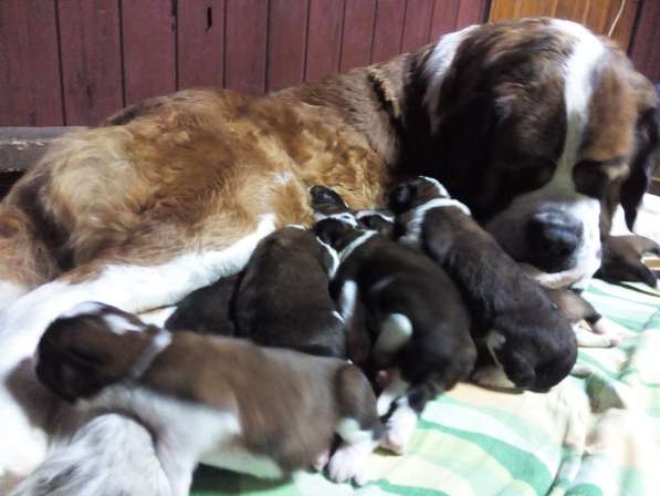 Щенки сенбернара в фото 108