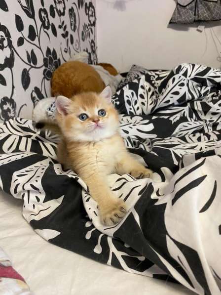 Котята шотландские золотые тикированные в Нижнем Новгороде фото 8