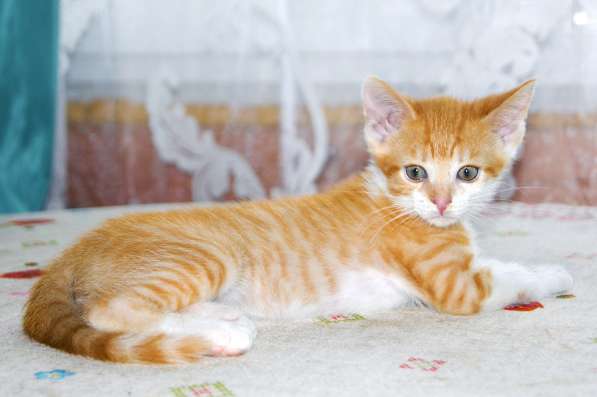 Котенок сиамской кошки в добрые руки в Твери фото 3