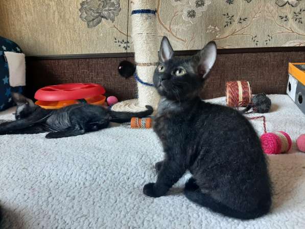 Котята донской сфинкс в Москве фото 7