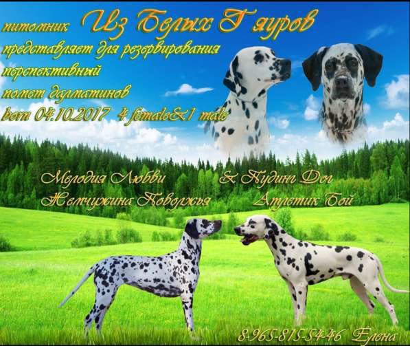 Щенки Далматина в Санкт-Петербурге фото 6
