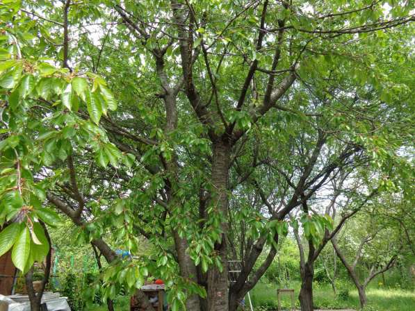 realty_mapper3.plot_in_locationСадовое некоммерческое тов-во. Площадь 12.00 сот. в Азове фото 3