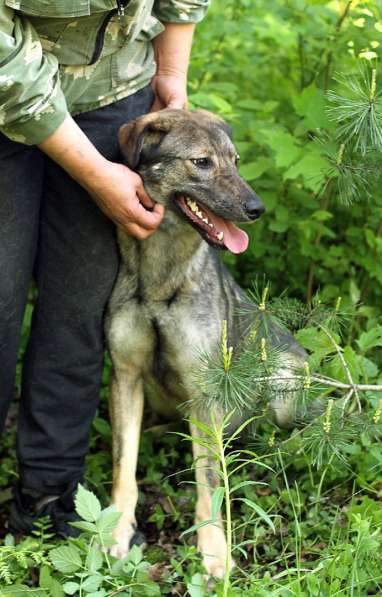 Улыбчивая собачка с рыжими ушками-огоньками в Санкт-Петербурге фото 22