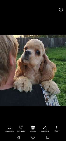 Американский кокер спаниель в Смоленске фото 7