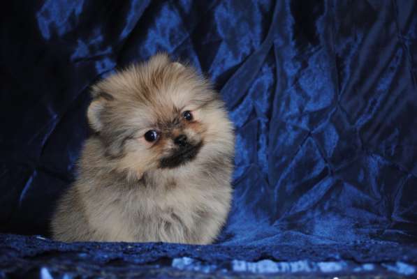 Продается щенок цвергшпица в Санкт-Петербурге фото 4