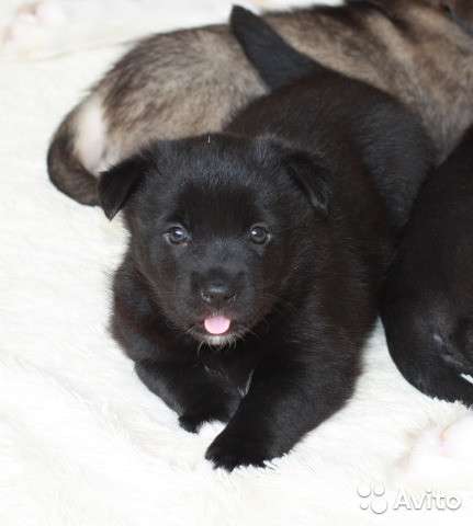 Отдам щенков бесплатно в Белгороде фото 6
