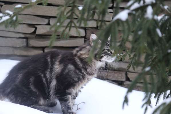 Мейн-кун котенок в Воронеже фото 4