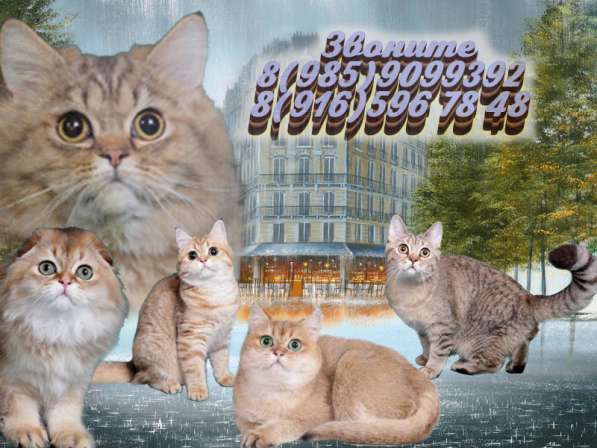 Котята разного возраста и окраса в Москве фото 16