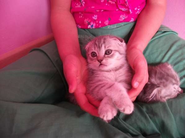 Вислоухие девочки в Симферополе фото 12