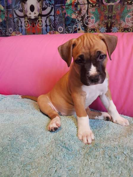 Стаффордширский терьер ДЕВОЧКА в Москве фото 9