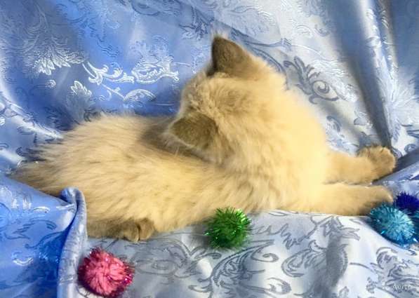 Невский маскарадный пушистик в Санкт-Петербурге фото 10