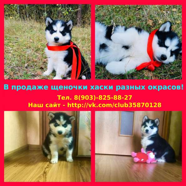 Щеночки хаски разных окрасов