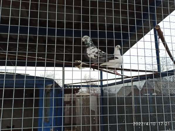 Голуби Кинги в фото 7