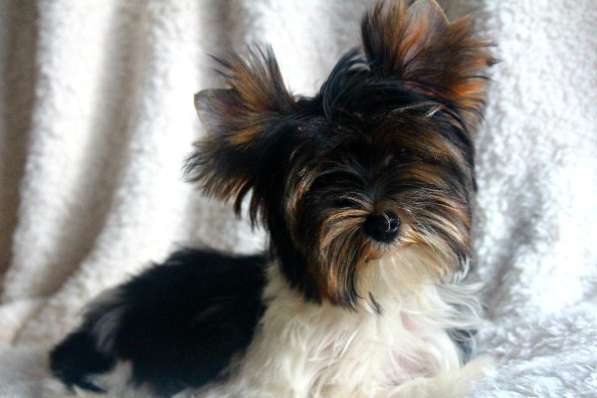 Мальчики биверы