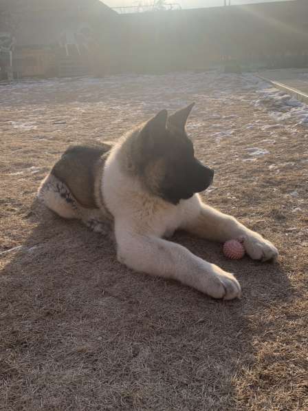 Акита в Ростове-на-Дону фото 45