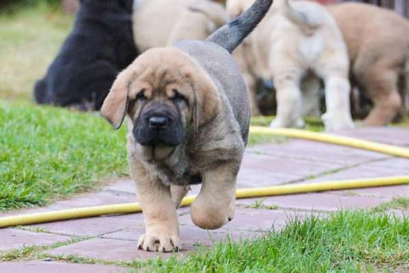 Породные щенки испанского мастифа