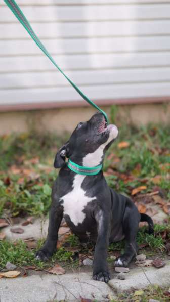 Американский булли в Санкт-Петербурге фото 4