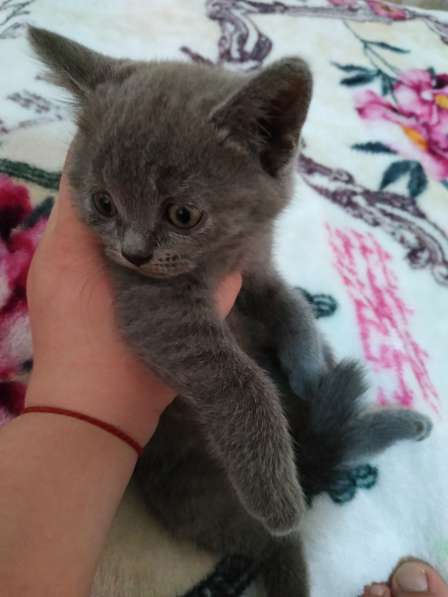 Продаются котята в фото 3