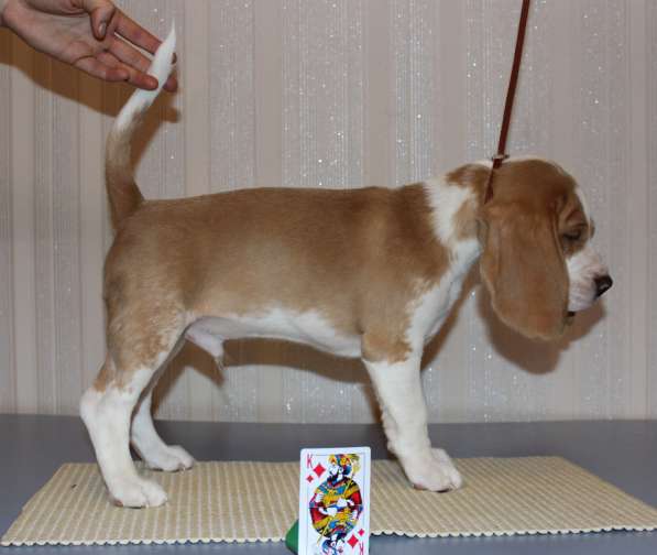 Щенки бигля в Тосно фото 17