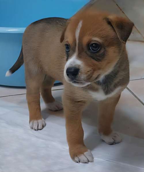 Отдам в добрые руки щенок