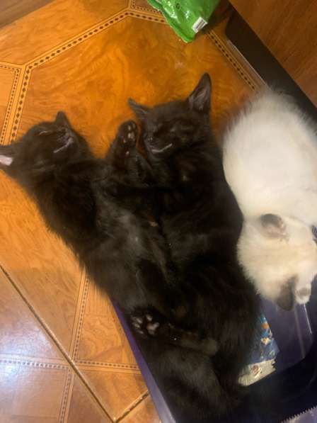 Котята в добрые руки в Благовещенске