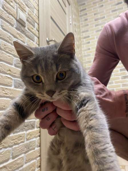 Отдам котика в добрые руки