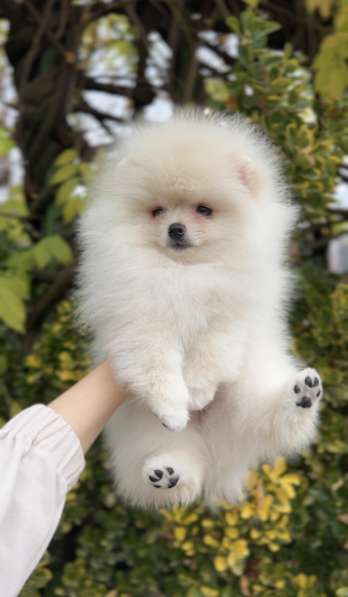 Померанский шпиц в Москве